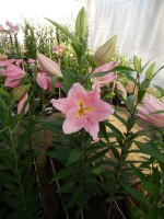 [4305 Ovada VH No201.JPG]